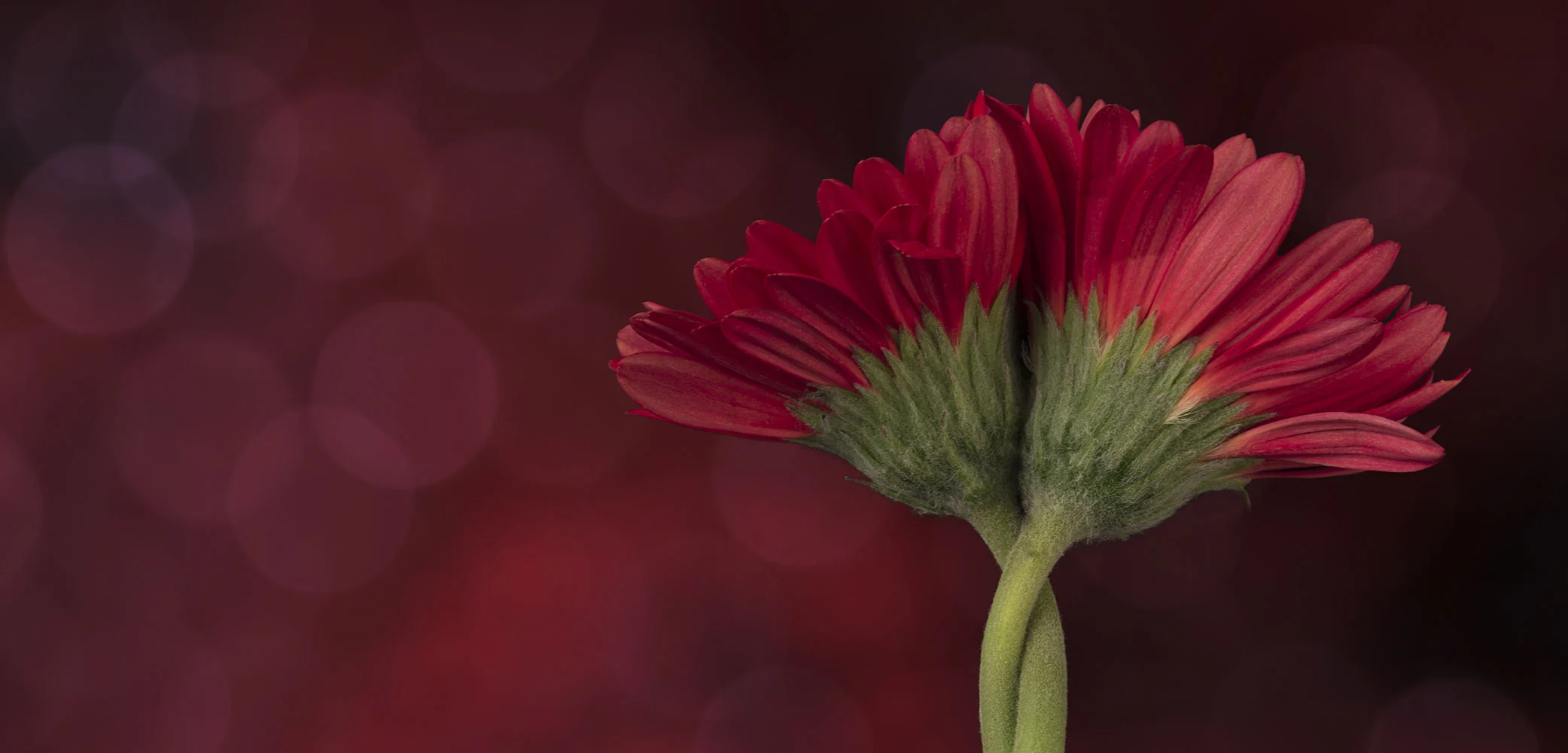 Essential Oils background