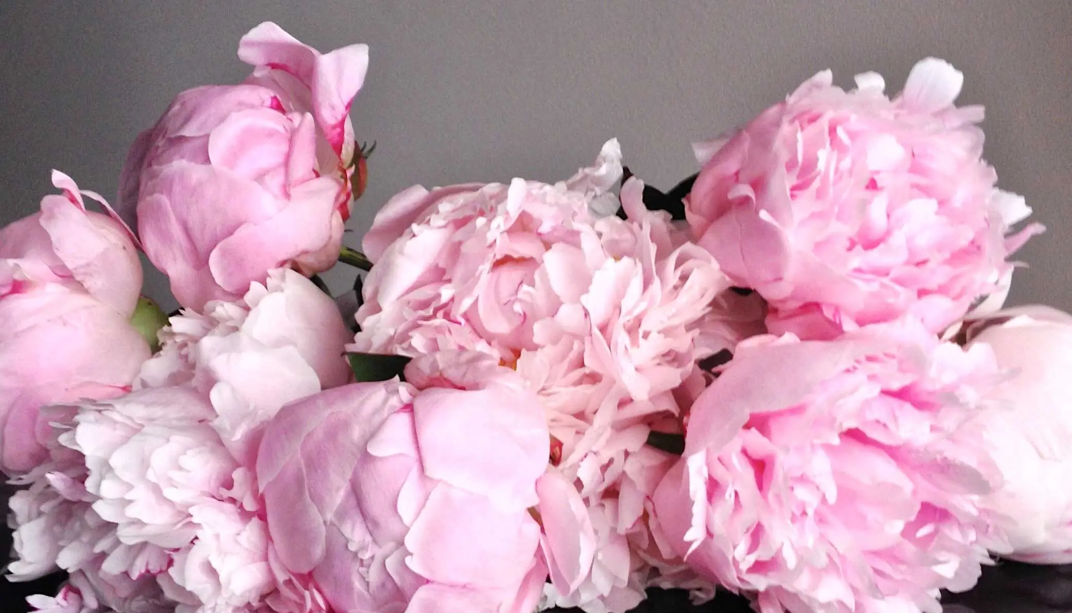 About Diane background