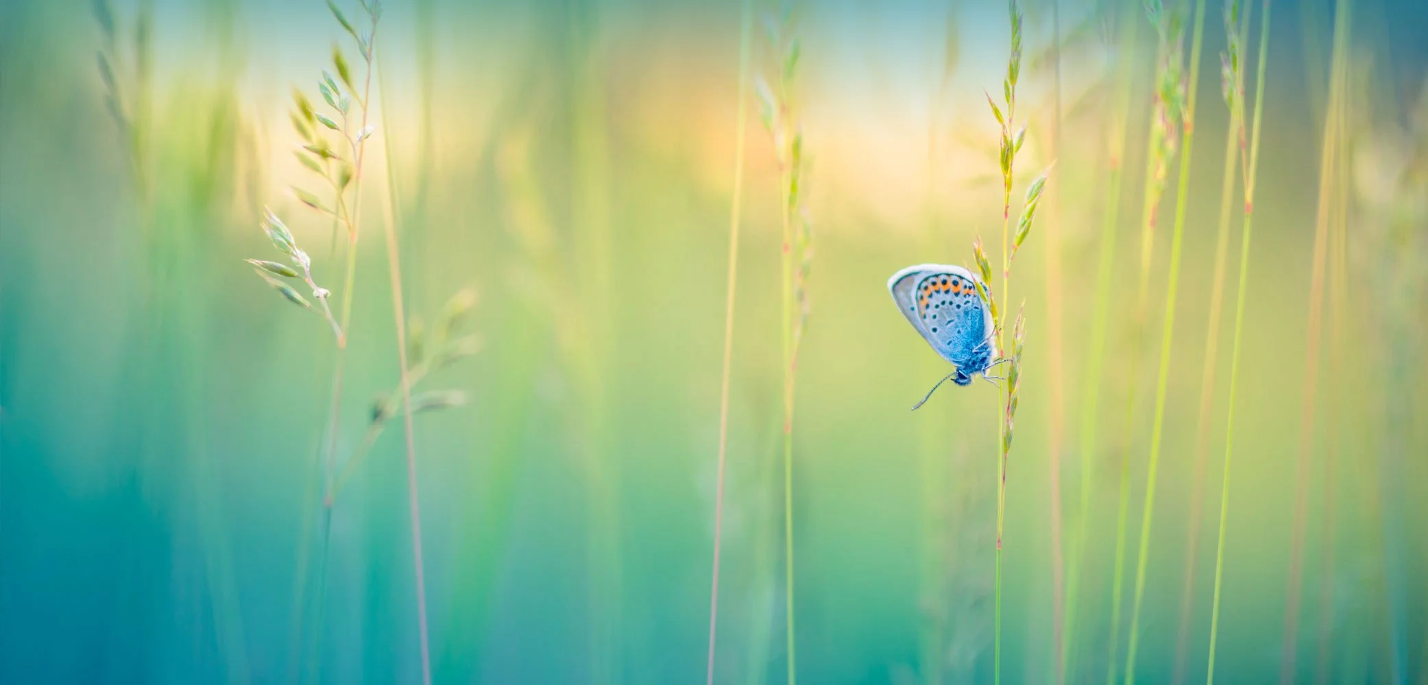 Balance and Mobility