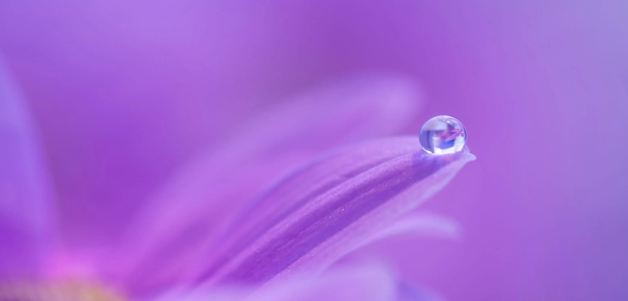 Healing & Meditation with Essential Oils